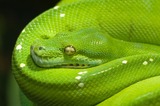 Reptiles