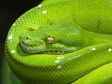 Python Snake piton serpent Pythonidae serpiente serpiente Python Pythonidae Snake serpent piton Morelia_viridis3