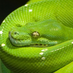 Python Snake piton serpent Pythonidae serpiente serpiente Python Pythonidae Snake serpent piton Morelia_viridis3