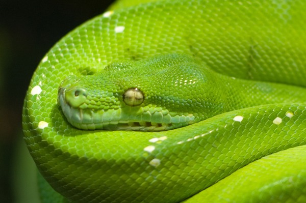 Python Snake piton serpent Pythonidae serpiente serpiente Python Pythonidae Snake serpent piton Morelia_viridis3