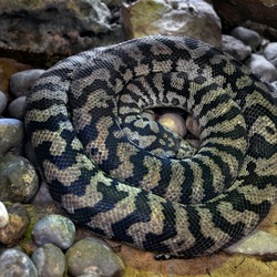 Python Snake serpent piton serpiente Pythonidae Python serpiente serpent Snake Pythonidae piton Morelia_spilota_variegata_MNHN