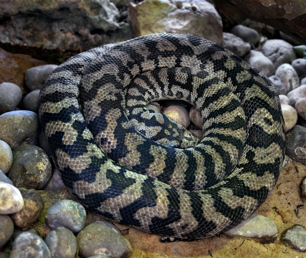 Python Snake serpent piton serpiente Pythonidae Python serpiente serpent Snake Pythonidae piton Morelia_spilota_variegata_MNHN