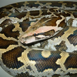 Python Snake serpiente Pythonidae piton serpent serpiente piton serpent Snake Pythonidae Python Pimbura