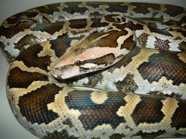 Python Snake serpiente Pythonidae piton serpent serpiente piton serpent Snake Pythonidae Python Pimbura