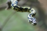 Reptiles