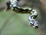 Python piton Pythonidae Snake serpent serpiente Snake serpiente piton serpent Python Pythonidae Cobra-pitao-cheynei_Morelia-spilota-cheynei