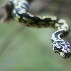 Python piton Pythonidae Snake serpent serpiente Snake serpiente piton serpent Python Pythonidae Cobra-pitao-cheynei_Morelia-spilota-cheynei
