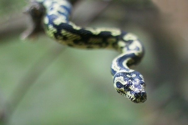 Python piton Pythonidae Snake serpent serpiente Snake serpiente piton serpent Python Pythonidae Cobra-pitao-cheynei_Morelia-spilota-cheynei