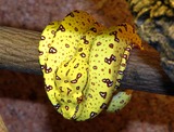 Reptiles