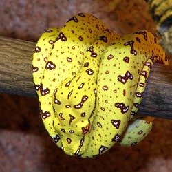 Python piton serpent Pythonidae Snake serpiente Python piton Pythonidae serpiente Snake serpent BaumpythonJungtier