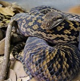 Reptiles