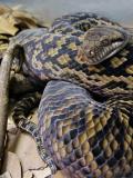 Python piton serpiente Snake Pythonidae serpent serpiente Python Pythonidae piton serpent Snake Australian_Scrub_Python_(Morelia_kinghorni)_Australia_Zoo