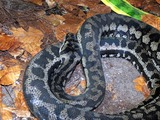 Python serpent Snake serpiente piton Pythonidae Pythonidae serpiente piton Python serpent Snake Morelia_spilota_variegata