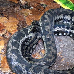 Python serpent Snake serpiente piton Pythonidae Pythonidae serpiente piton Python serpent Snake Morelia_spilota_variegata