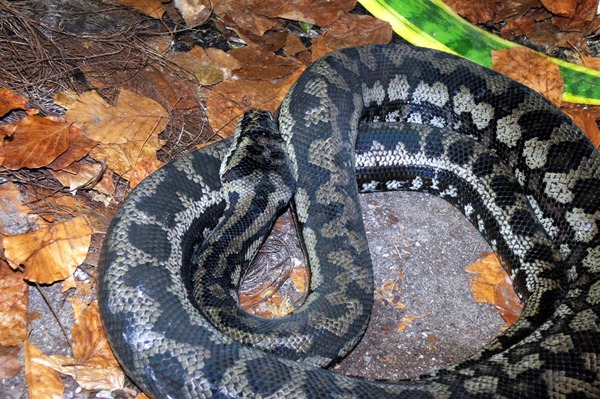 Python serpent Snake serpiente piton Pythonidae Pythonidae serpiente piton Python serpent Snake Morelia_spilota_variegata