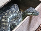 Python serpent piton Snake Pythonidae serpiente Python_Australia_Zoo