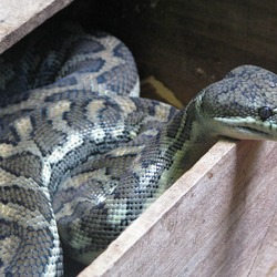 Python serpent piton Snake Pythonidae serpiente Python_Australia_Zoo