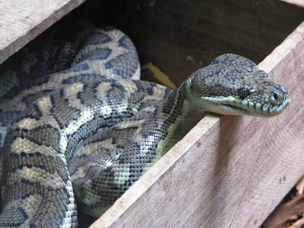 Python serpent piton Snake Pythonidae serpiente Python_Australia_Zoo