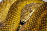 Reptiles