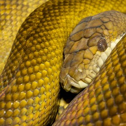 Python serpent piton serpiente Pythonidae Snake Python serpiente Pythonidae Snake piton serpent Morelia_clastolepis