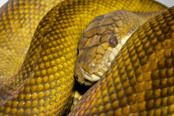 Python serpent piton serpiente Pythonidae Snake Python serpiente Pythonidae Snake piton serpent Morelia_clastolepis