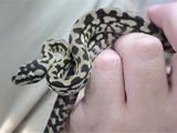 Python serpiente Pythonidae piton serpent Snake serpiente Snake serpent piton Python Pythonidae Morelia_spilota
