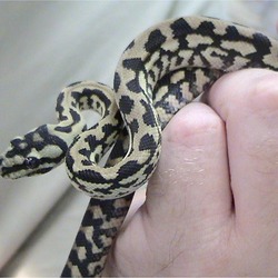 Python serpiente Pythonidae piton serpent Snake serpiente Snake serpent piton Python Pythonidae Morelia_spilota