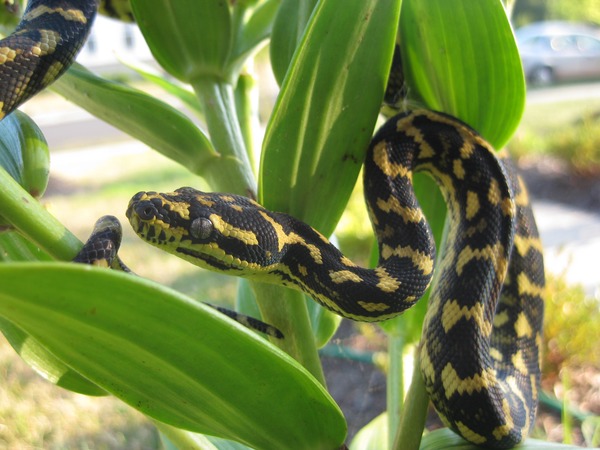Python serpiente Snake Pythonidae serpent piton Python piton serpiente serpent Snake Pythonidae Juncarpet1