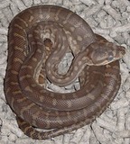 Reptiles