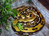 Python serpiente serpent Pythonidae piton Snake serpent Python Pythonidae piton serpiente Snake FluffySnake