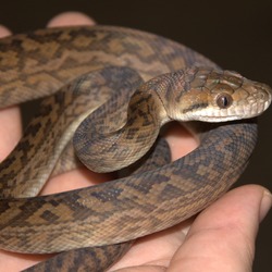 Pythonidae Python Snake piton serpiente serpent Python Pythonidae piton serpent serpiente Snake Australian_scrub_python_(Morelia_kinghorni),_hatchling