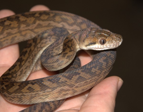 Pythonidae Python Snake piton serpiente serpent Python Pythonidae piton serpent serpiente Snake Australian_scrub_python_(Morelia_kinghorni),_hatchling