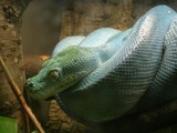 Pythonidae Python Snake serpent serpiente piton Snake serpiente serpent Python piton Pythonidae MoreliaOslo