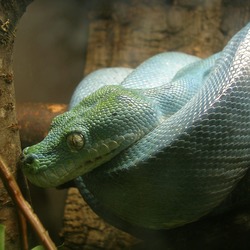 Pythonidae Python Snake serpent serpiente piton Snake serpiente serpent Python piton Pythonidae MoreliaOslo