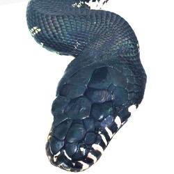 Pythonidae Python Snake serpiente piton serpent serpiente Pythonidae Snake piton serpent Python Dorsal_view_of_head_of_adult_Morelia_boeleni