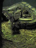 Pythonidae Python piton Snake serpiente serpent serpent Snake serpiente Pythonidae Python piton Bronx_zoo_snake