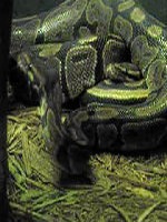 Pythonidae Python piton Snake serpiente serpent serpent Snake serpiente Pythonidae Python piton Bronx_zoo_snake