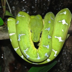 Pythonidae Python serpiente Snake serpent piton serpiente piton serpent Snake Pythonidae Python Baltimore_Aquarium_-_Morelia_viridis