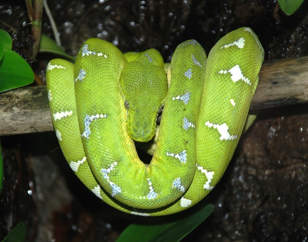 Pythonidae Python serpiente Snake serpent piton serpiente piton serpent Snake Pythonidae Python Baltimore_Aquarium_-_Morelia_viridis