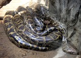 Reptiles