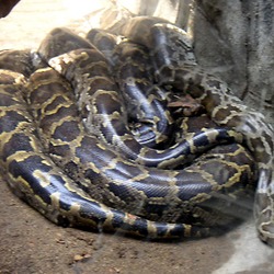 Pythonidae Python serpiente serpent Snake piton Python_molurus