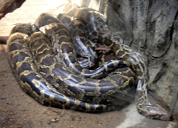 Pythonidae Python serpiente serpent Snake piton Python_molurus