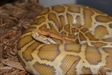 Reptiles