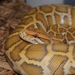 Pythonidae Python serpiente serpent Snake piton Pythonidae serpent piton Python Snake serpiente Caramel_burmese_python