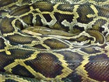 Pythonidae Snake serpent Python serpiente piton Python_reticulatus