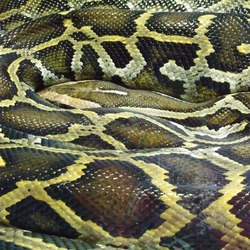 Pythonidae Snake serpent Python serpiente piton Python_reticulatus