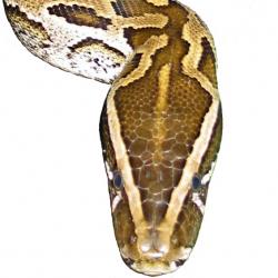 Pythonidae piton Python serpent Snake serpiente serpiente Pythonidae Snake Python serpent piton serpent Python Pythonidae Snake piton serpiente Python_sebae_head2_