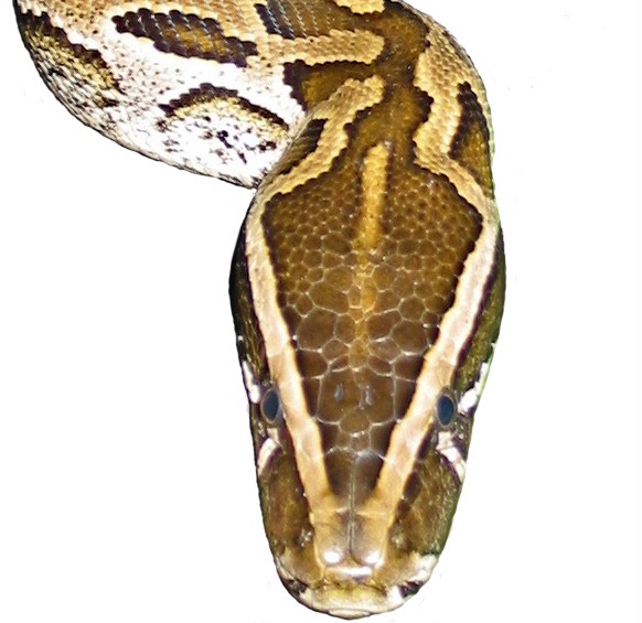 Pythonidae piton Python serpent Snake serpiente serpiente Pythonidae Snake Python serpent piton serpent Python Pythonidae Snake piton serpiente Python_sebae_head2_