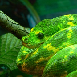 Pythonidae piton Python serpent Snake serpiente serpiente Pythonidae piton Python Snake serpent Krajta_zelena