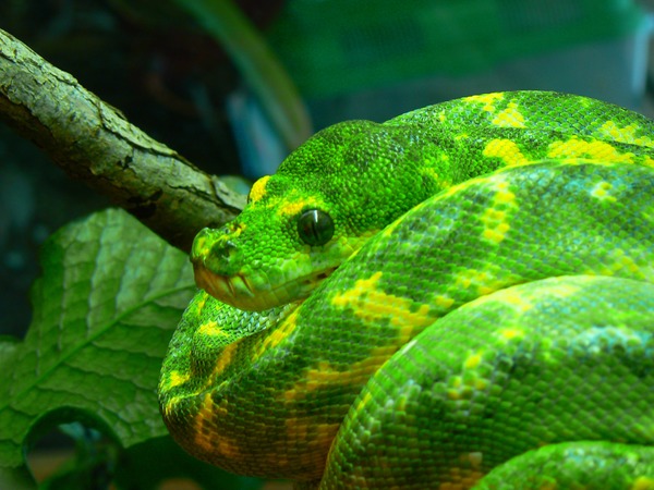 Pythonidae piton Python serpent Snake serpiente serpiente Pythonidae piton Python Snake serpent Krajta_zelena